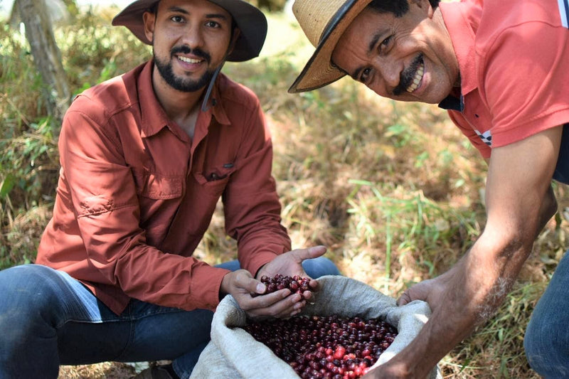 Guatemala Santa Rosa Finca Guatalon El Beneficio - *50853* - 24988 - GrainPro Bags - SPOT RCWHSE