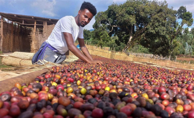 Ethiopia Farmgate COE National Select Jury West Arsi 1 Natural Guta Bui Meribo - 29932-1 - GrainPro Bags - SPOT RCWHSE