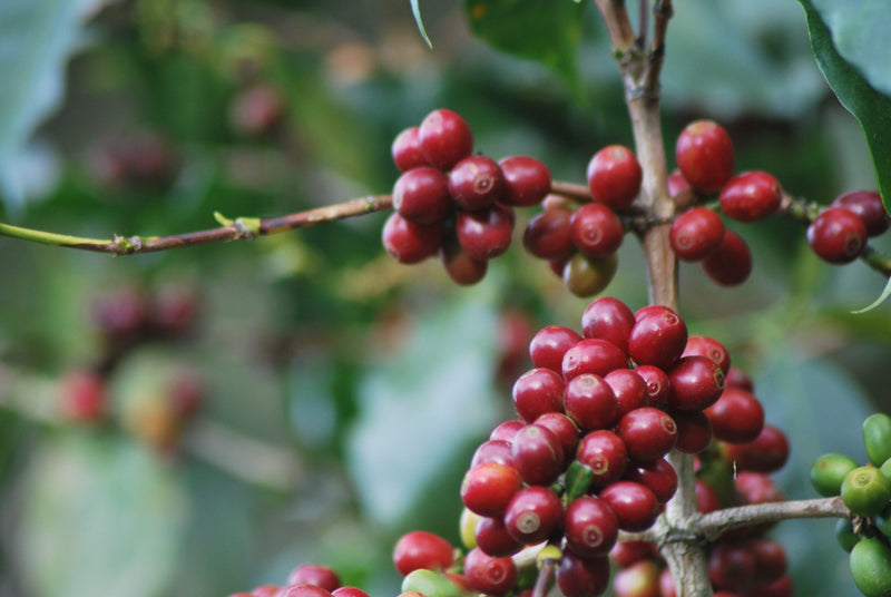 ETHIOPIA SIDAMA 2 WASHED FT-FLO/USA ORGANIC HACHE - 30696 - Ecotact Bags - SPOT RCWHSE