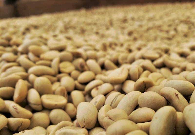 ETHIOPIA SIDAMA 2 WASHED FT-FLO/USA ORGANIC HOMACHO WAENO - 30694 - Ecotact Bags - SPOT COSEATAC