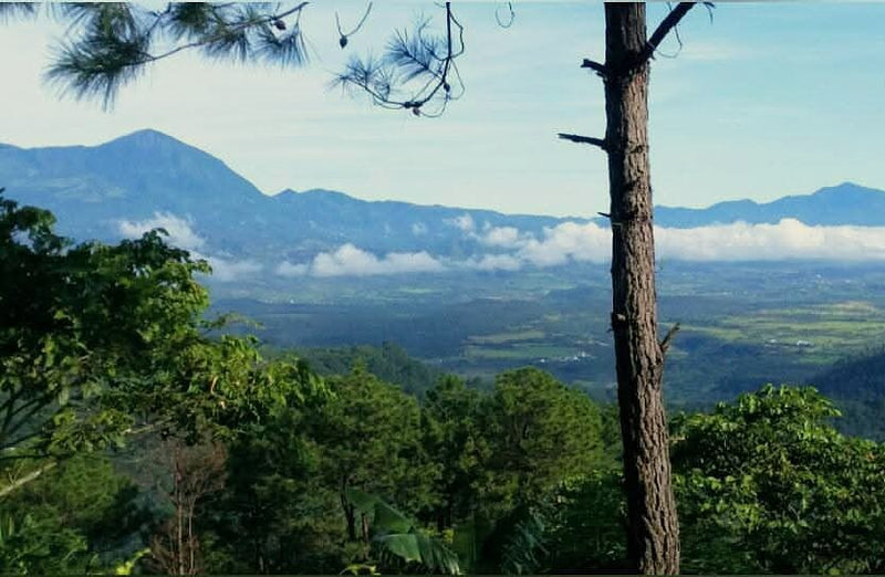 HONDURAS FT-USA ORGANIC COPAN SHG EP - 41979 - December 2026 Shipment - RCWHSE