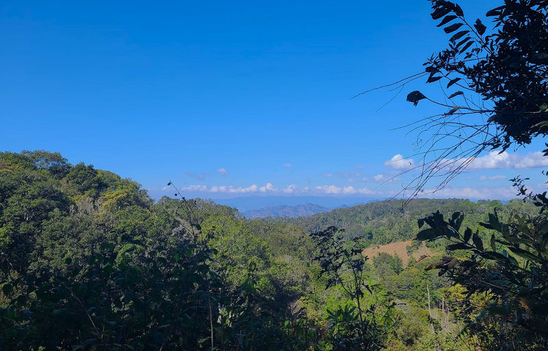 HONDURAS ORGANIC COPAN SHG EP - 35136 - SPOT RCWHSE