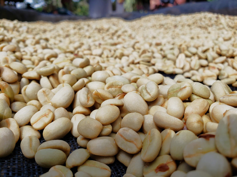 Ethiopia Sidama 1 Washed Bensa Buncho - 33999-1 - GrainPro Bags - SPOT SEAFORTH