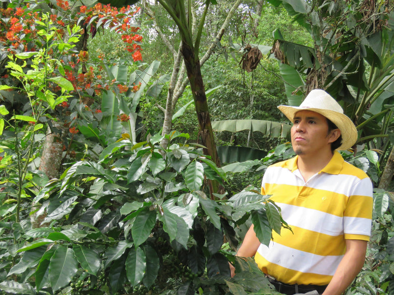 HONDURAS FT-FLO/USA ORGANIC NERY GONZALES  - 34259 - GrainPro Bags - SPOT RCWHSE