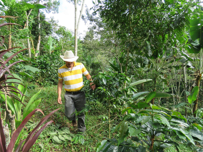 HONDURAS FT-FLO/USA ORGANIC NERY GONZALES  - 34259 - GrainPro Bags - SPOT RCWHSE