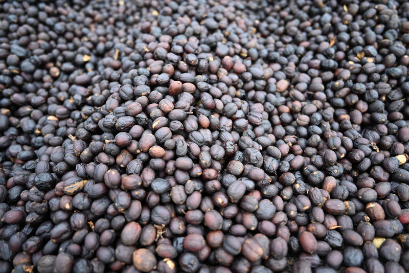 HONDURAS FT-FLO/USA ORGANIC PEDRO TURCIOS ANAEROBIC NATURAL COLOMBIA AMARILLO - 34267 - GrainPro Bags - SPOT RCWHSE
