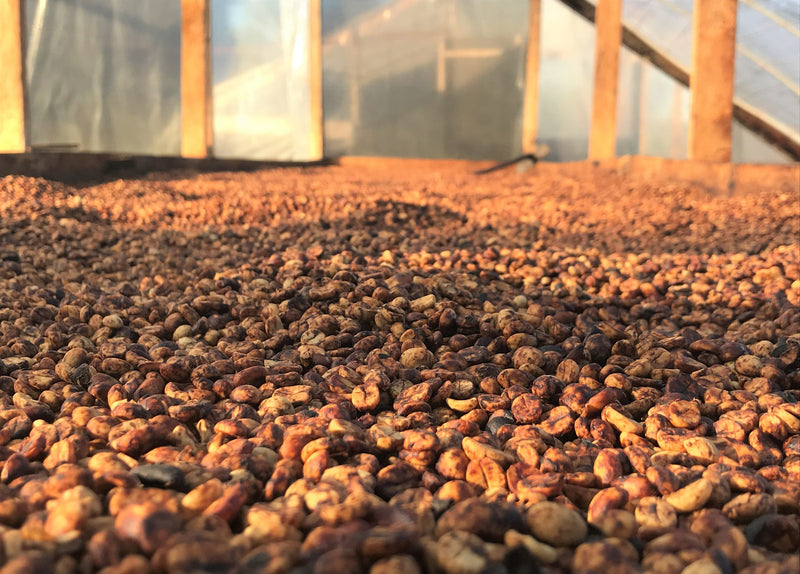 HONDURAS FT ORGANIC COMSA ERLIN ALFONSO NOLASCO VASQUEZ - HONEY - 29469 - GrainPro Bags - SPOT RCWHSE