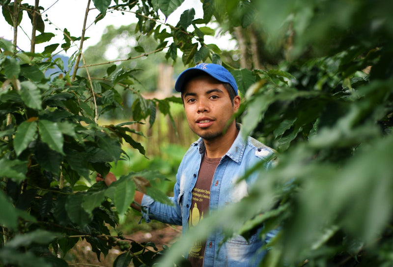 HONDURAS FT ORGANIC COMSA ERLIN ALFONSO NOLASCO VASQUEZ - HONEY - 29469 - GrainPro Bags - SPOT RCWHSE