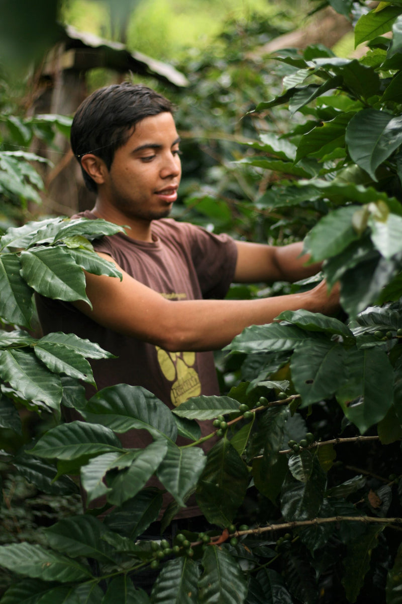 HONDURAS FT ORGANIC COMSA ERLIN ALFONSO NOLASCO VASQUEZ - HONEY - 29469 - GrainPro Bags - SPOT RCWHSE