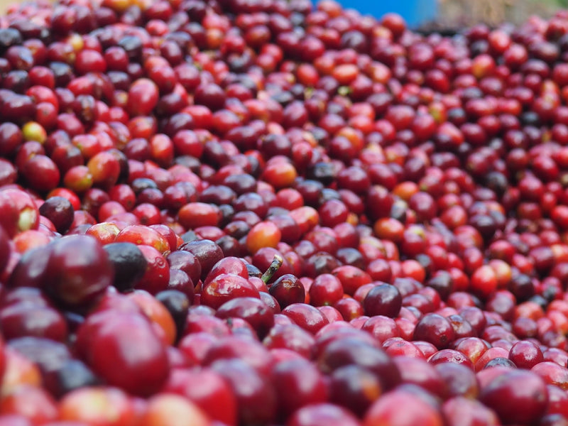 HONDURAS FT-FLO ORGANIC COMSA NATURAL SHG EP - 34894 - GrainPro Bags - SPOT RCWHSE