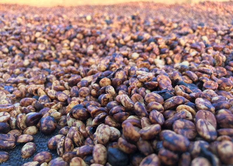 ROYAL GEM HONDURAS FT ORGANIC COMSA TOP LOT BLEND HONEY 50 Lb - 29468 - SPOT RCWHSE