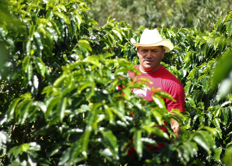 HONDURAS FT ORGANIC COMSA TOP LOT BLEND HONEY - 29468 - GrainPro Bags - SPOT DUPUYHOU