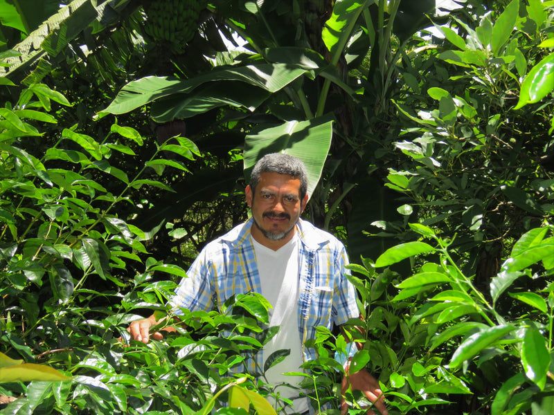 ROYAL GEM HONDURAS FT ORGANIC COMSA TOP LOT BLEND HONEY 50 Lb - 29468 - SPOT RCWHSE R2