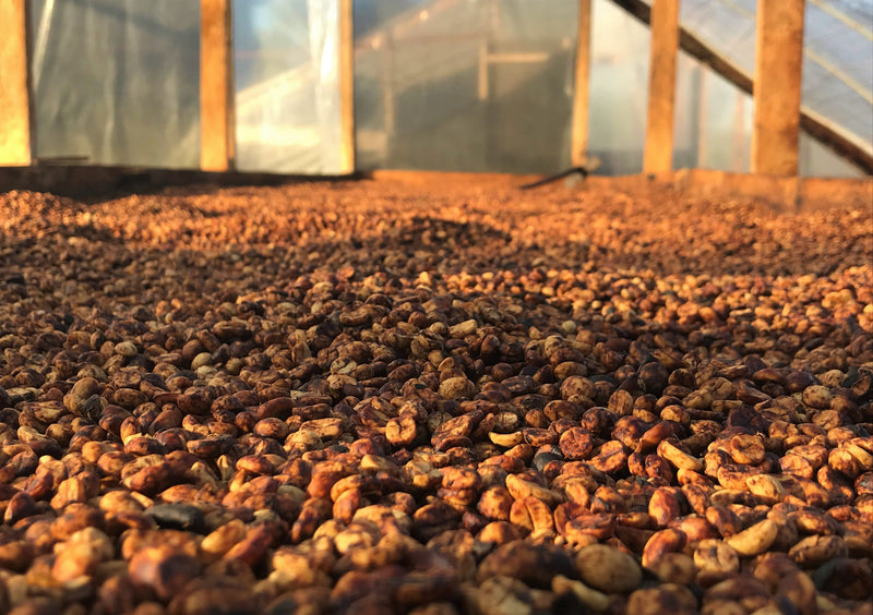 HONDURAS FT ORGANIC COMSA TOP LOT BLEND HONEY - 29468 - GrainPro Bags - SPOT RCWHSE