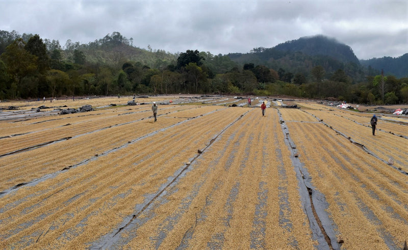 HONDURAS FT ORGANIC COMSA TOP LOT BLEND WASHED  - 29467 - GrainPro Bags - SPOT RCWHSE