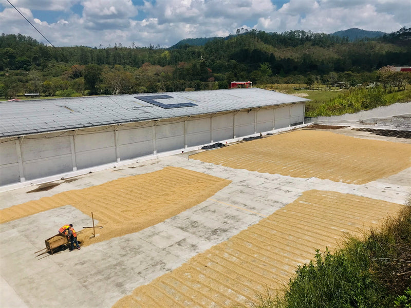 HONDURAS FT ORGANIC COMSA TOP LOT BLEND WASHED  - 29467 - GrainPro Bags - SPOT RCWHSE