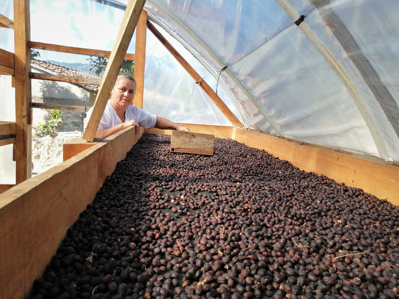 ROYAL GEM HONDURAS FT-FLO/USA ORGANIC OCOTEPEQUE CAFESMO ANAEROBIC NATURAL 50 LB - Lot 144 - 31499 - SPOT RCWHSE