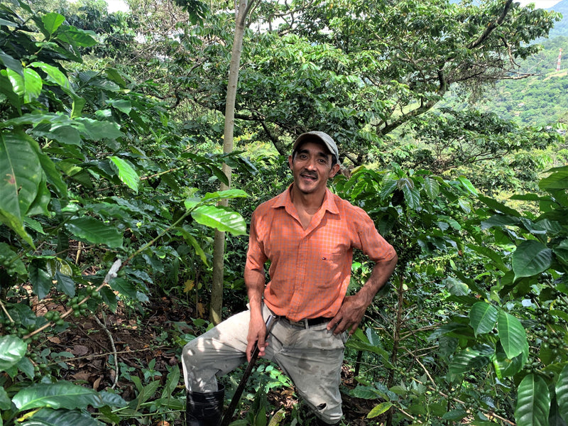 ROYAL GEM HONDURAS FT-FLO/USA ORGANIC OCOTEPEQUE CAFESMO ANAEROBIC NATURAL 50 LB - Lot 144 - 31499 - SPOT RCWHSE