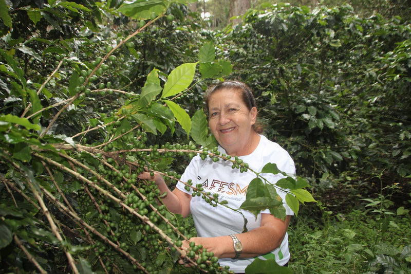 HONDURAS FT-FLO/USA ORGANIC OCOTEPEQUE CAFESMO NATURAL - Lot 144 - 31499 - GrainPro Bags - SPOT COSEATAC