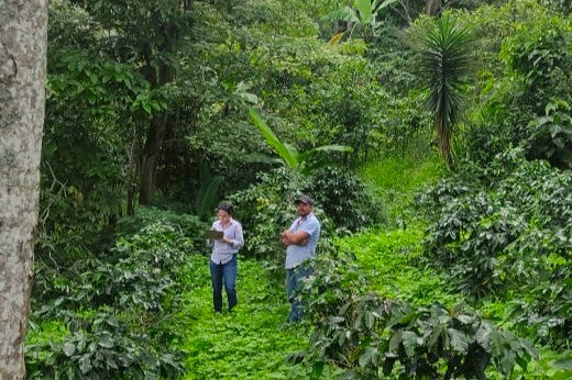 HONDURAS FT-USA ORGANIC OCOTEPEQUE COPROCAEL SHG EP - 34765 - SPOT RCWHSE