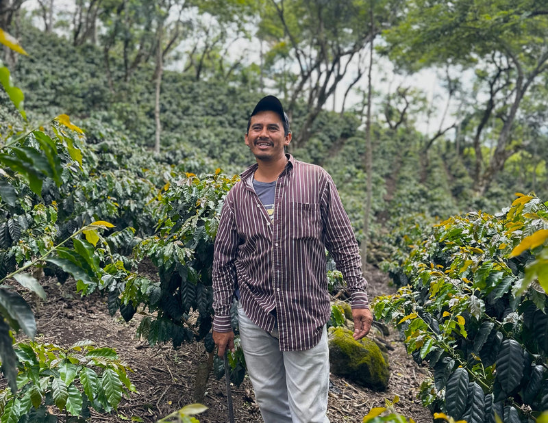 HONDURAS FT-USA ORGANIC OCOTEPEQUE COPROCAEL SHG EP - 34765-1 - SPOT COSEATAC