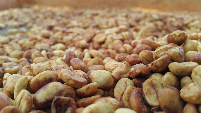 HONDURAS FT ORGANIC LIQUIDAMBAR YELLOW HONEY - 31126 - GrainPro Bags - SPOT SEAFORTH