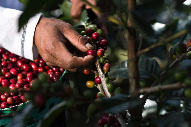 HONDURAS FT ORGANIC UBALDO GONZALEZ BLACK HONEY - *49951C* - 25269 - GrainPro Bags - SPOT SHANGHAI