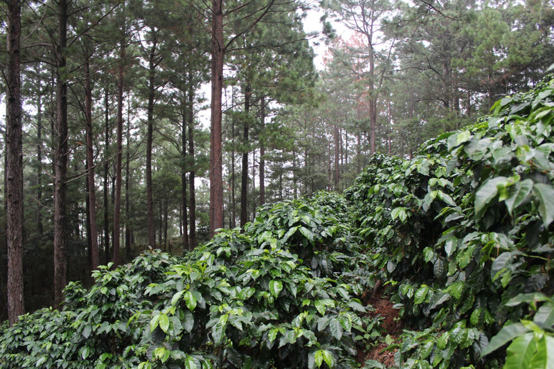 Honduras Marcala Proyecto Cabañas Anaerobic Natural - 32112 - GrainPro Bags - SPOT RCWHSE