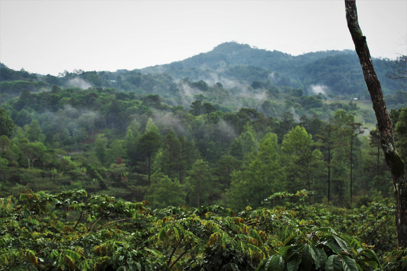 Honduras Marcala Proyecto Cabañas Natural - 32114 - GrainPro Bags - SPOT RCWHSE