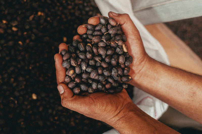 HONDURAS FT-FLO/USA ORGANIC OCOTEPEQUE CAFESMO NATURAL - Lot 144 - 31499 - GrainPro Bags - SPOT COSEATAC