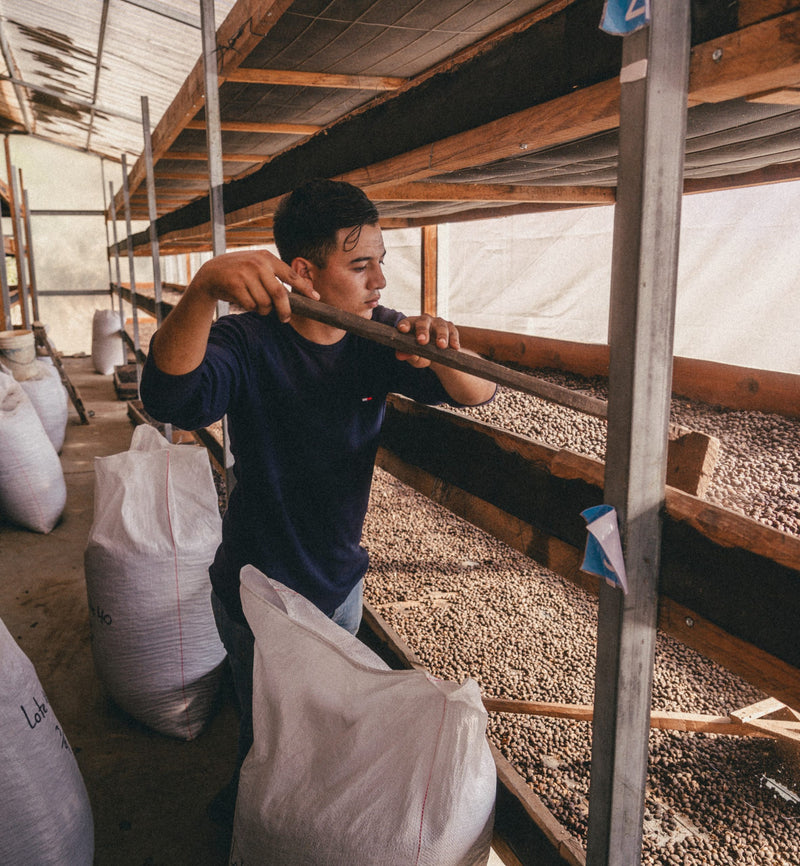 ROYAL GEM HONDURAS FT-FLO/USA ORGANIC OCOTEPEQUE CAFESMO ANAEROBIC NATURAL 50 LB - Lot 144 - 31499 - SPOT RCWHSE