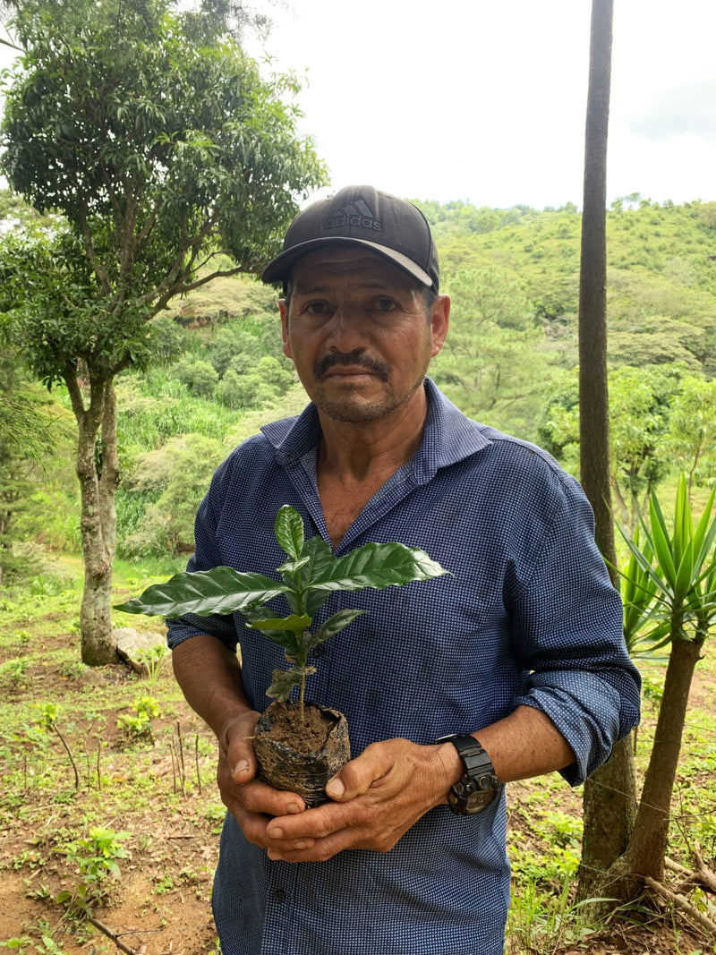 HONDURAS ORGANIC OCOTEPEQUE CAFESMO FRESVINDO HERNANDEZ NATURAL PARAINEMA PACAS - 36799 - GrainPro Bags - SPOT RCWHSE