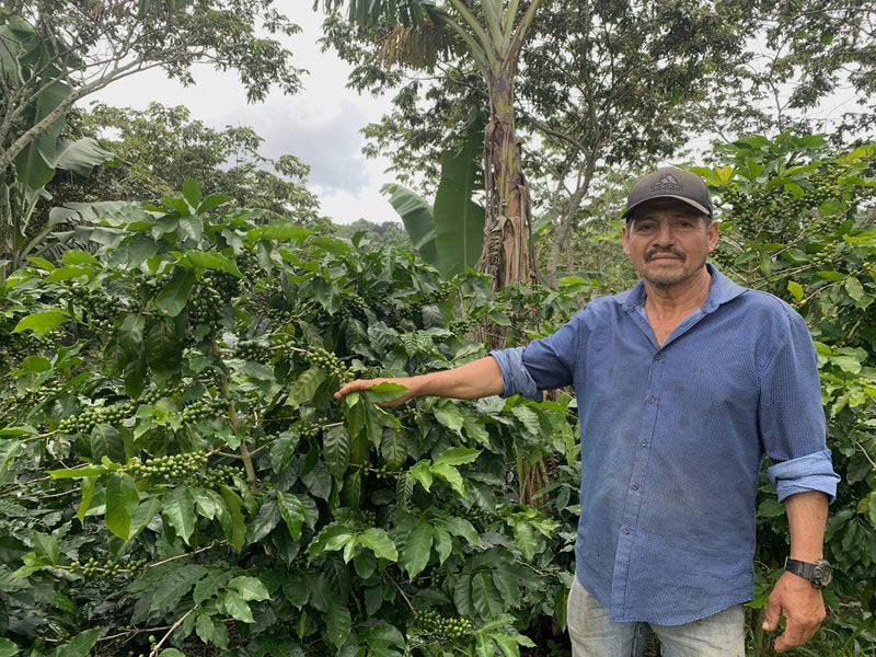 HONDURAS ORGANIC OCOTEPEQUE CAFESMO FRESVINDO HERNANDEZ NATURAL PARAINEMA PACAS - 36799 - GrainPro Bags - SPOT RCWHSE