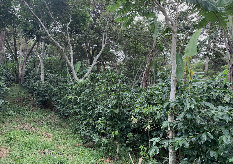 Crown Jewel Honduras Organic Natural Parainema & Pacas Fresvindo Hernandez Mercedes - 36799-1 - SPOT RCWHSE