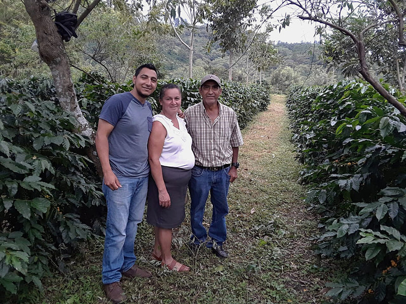 HONDURAS ORGANIC OCOTEPEQUE CAFESMO MOISES HIDARDO HERNANDEZ NATURAL PARAINEMA - 36798 - GrainPro Bags - SPOT RCWHSE