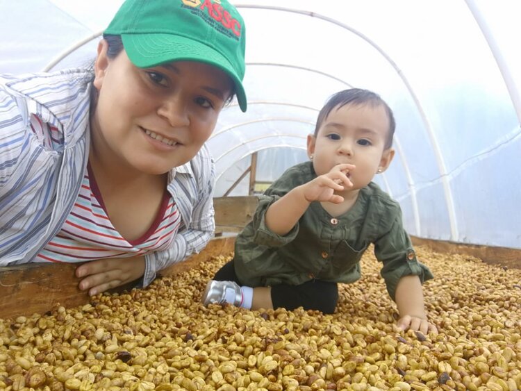 HONDURAS ORGANIC OCOTEPEQUE CAFESMO SILVIA LIZETH VENTURA URIAS PARAINEMA - 36797 - GrainPro Bags - SPOT RCWHSE