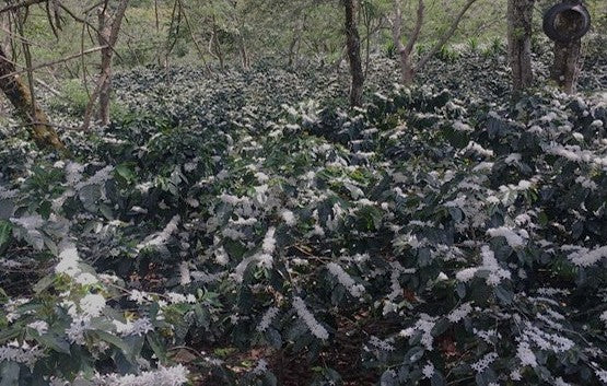 HONDURAS ORGANIC OCOTEPEQUE FINCA EL ALTO - 38134 - GrainPro Bags - SPOT RCWHSE