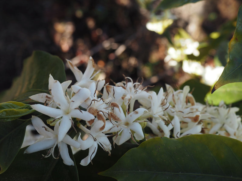ROYAL GEM HONDURAS FT-FLO/USA ORGANIC OCOTEPEQUE CAFESMO ANAEROBIC NATURAL 50 LB - Lot 144 - 31499 - SPOT RCWHSE