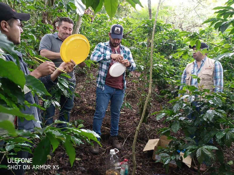 DECAF HONDURAS ORGANIC RFA-IP SWISS WATER PROCESS - 30009 - SPOT SEAFORTH