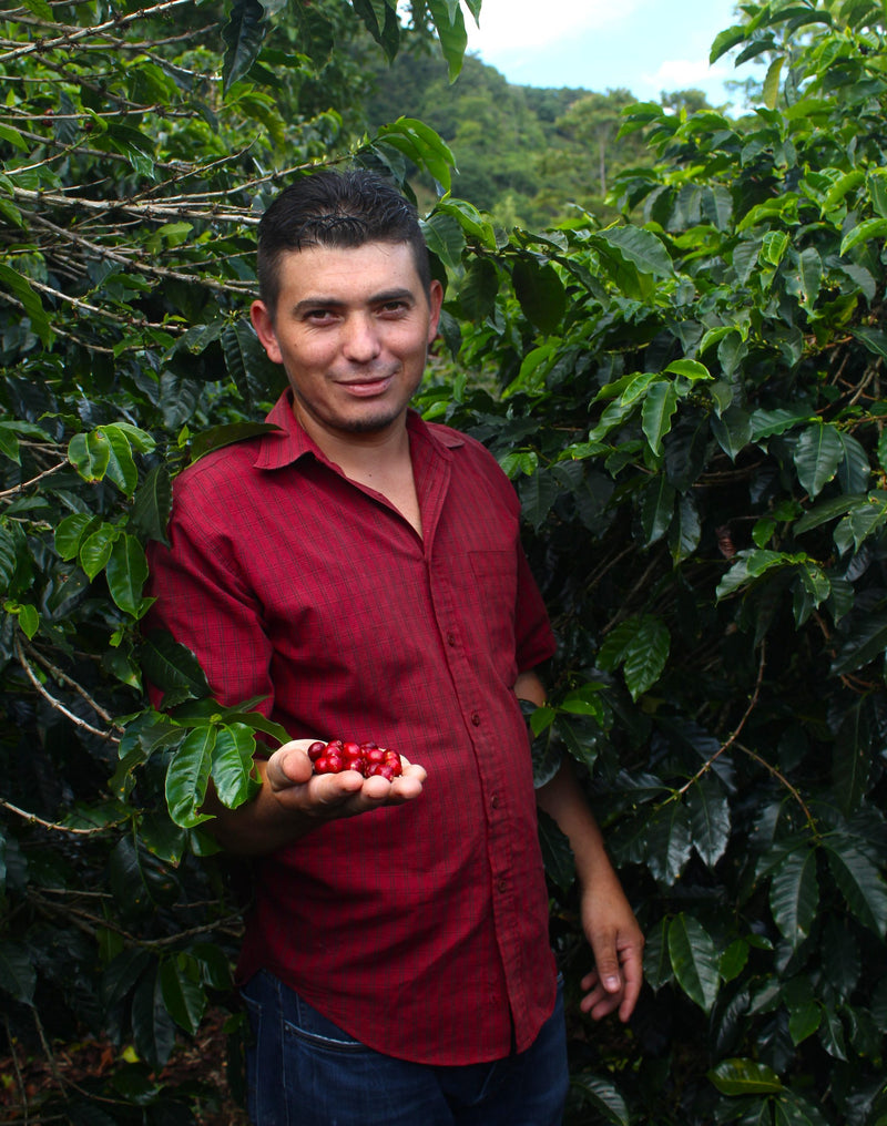 HONDURAS ORGANIC SANTA BARBARA YELTSIN SAGASTUME NATURAL PARAINEMA - 38639 - GrainPro Bags - SPOT RCWHSE