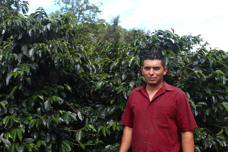 HONDURAS ORGANIC SANTA BARBARA YELTSIN SAGASTUME NATURAL PARAINEMA - 38639 - GrainPro Bags - SPOT RCWHSE