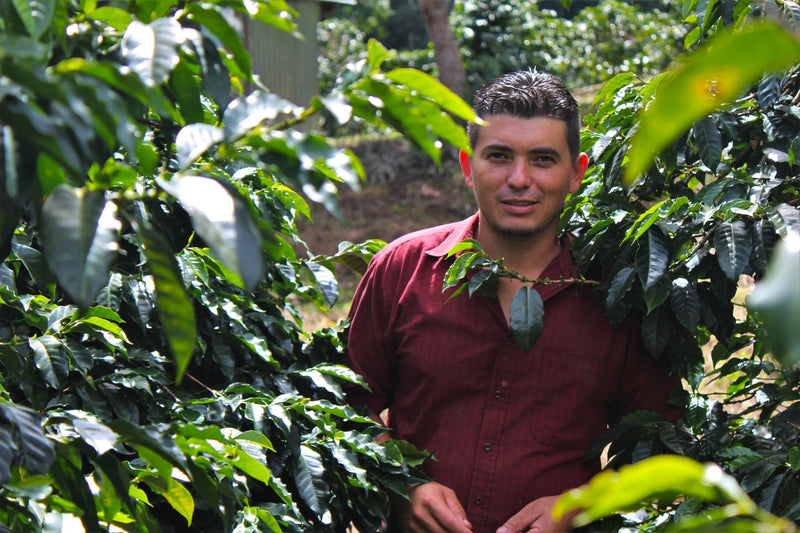 HONDURAS ORGANIC SANTA BARBARA YELTSIN SAGASTUME NATURAL PARAINEMA - 38639 - GrainPro Bags - SPOT RCWHSE