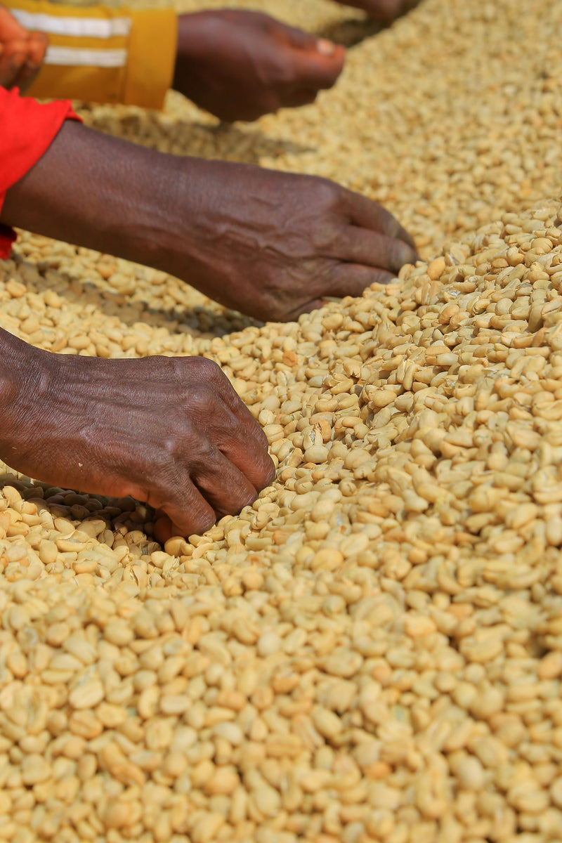 ETHIOPIA YIRGACHEFFE 2 WASHED FT-FLO/USA ORGANIC HARU - LOT 04 - 31711 - GrainPro Bags - SPOT SEAFORTH