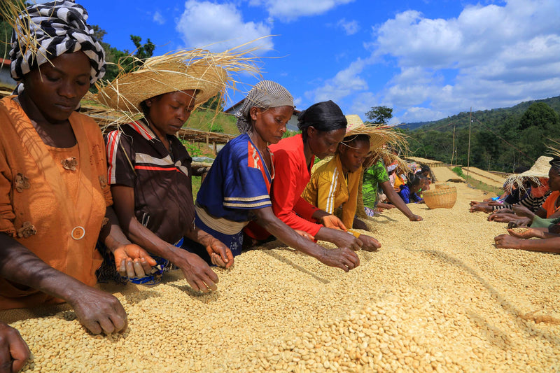 ETHIOPIA YIRGACHEFFE 2 WASHED FT-FLO/USA ORGANIC HARU - LOT 04 - 31711-1 - GrainPro Bags - SPOT SEAFORTH