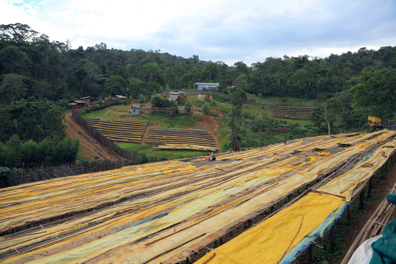 ETHIOPIA YIRGACHEFFE 2 WASHED FT-FLO/USA ORGANIC HARU - LOT 04 - 31711-1 - GrainPro Bags - SPOT SEAFORTH