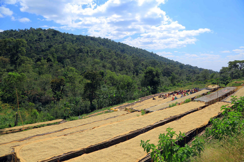 ETHIOPIA YIRGACHEFFE 2 WASHED FT-FLO/USA ORGANIC HARU - LOT 04 - 31711 - GrainPro Bags - SPOT SEAFORTH