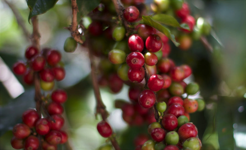 TIMOR LESTE FARMGATE ORGANIC ERMERA HATUHEI - 30187 - 30.0 kg GrainPro Bags - SPOT RCWHSE