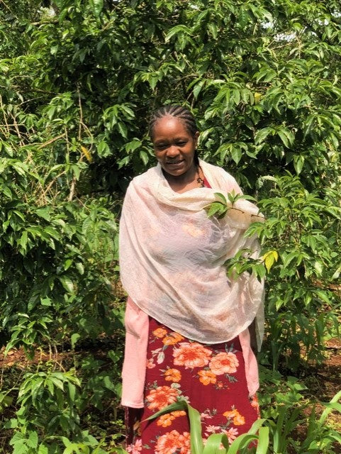 ETHIOPIA YIRGACHEFFE 1 NATURAL ORGANIC HIRUT SHALLO - 28127 - GrainPro Bags - SPOT RCWHSE
