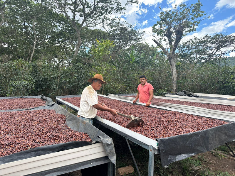 Honduras Lempira Finca Gualion Natural - 38136 - GrainPro Bags - SPOT RCWHSE