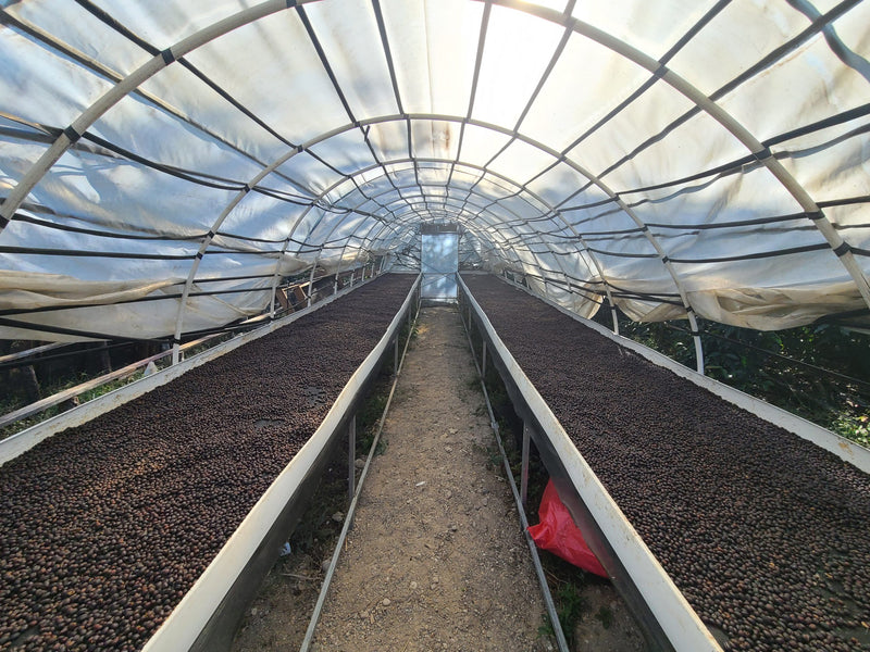 Honduras Lempira Finca Gualion Natural - 38136 - GrainPro Bags - SPOT RCWHSE